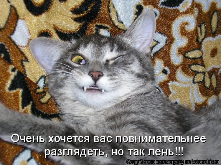 Котоматрица: разглядеть, но так лень!!! Очень хочется вас повнимательнее