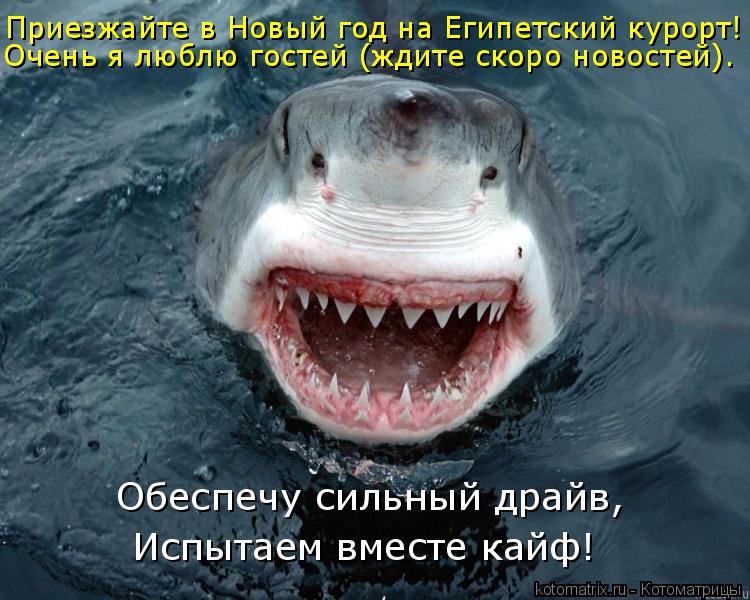 Котоматрица: Приезжайте в Новый год на Египетский курорт! Очень я люблю гостей (ждите скоро новостей). Обеспечу сильный драйв,  Испытаем вместе кайф!