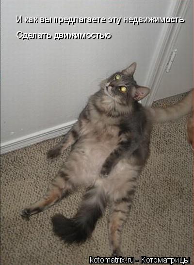Котоматрица: И как вы предлагаете эту недвижимость  Сделать движимостью