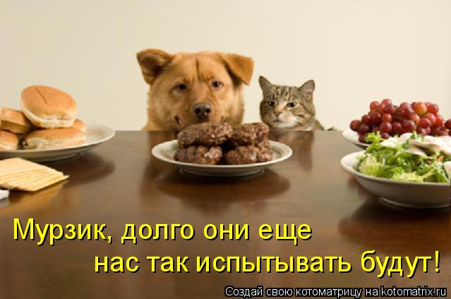 Котоматрица: Мурзик, долго они еще  нас так испытывать будут!