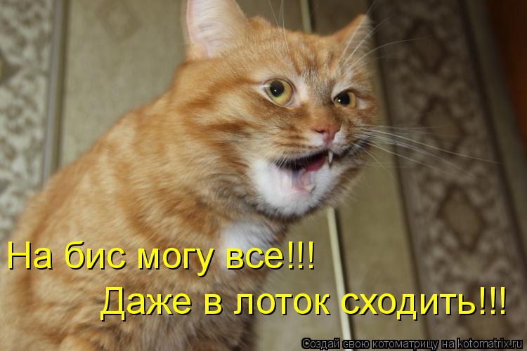 Котоматрица: На бис могу все!!! Даже в лоток сходить!!!