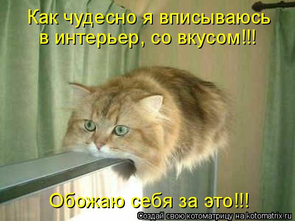 Котоматрица: Как чудесно я вписываюсь в интерьер, со вкусом!!! Обожаю себя за это!!!