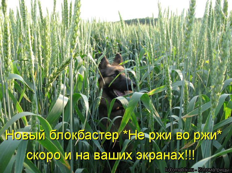 Котоматрица: Новый блокбастер *Не ржи во ржи*  скоро и на ваших экранах!!!