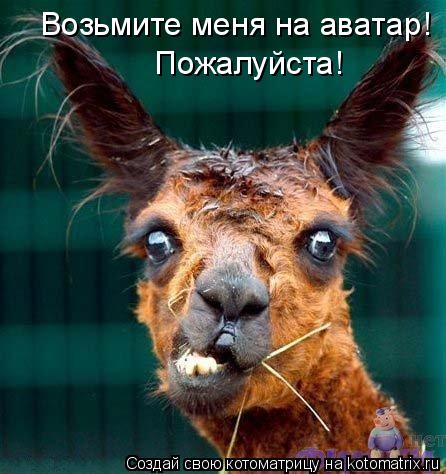Котоматрица: Возьмите меня на аватар! Пожалуйста!