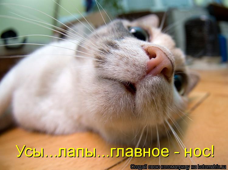 Котоматрица: Усы...лапы...главное - нос!