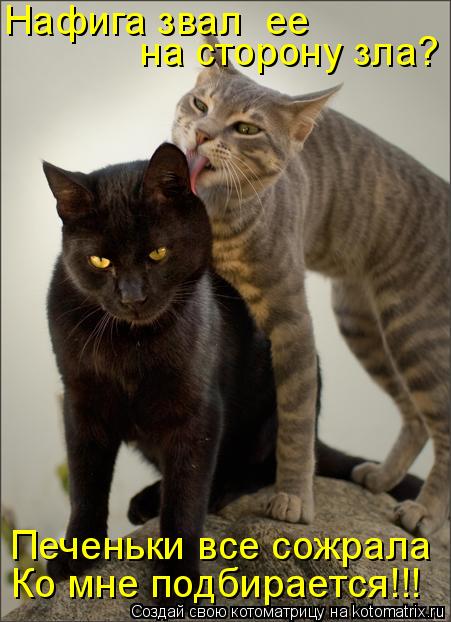 Котоматрица: Нафига звал  ее  на сторону зла? Ко мне подбирается!!! Печеньки все сожрала