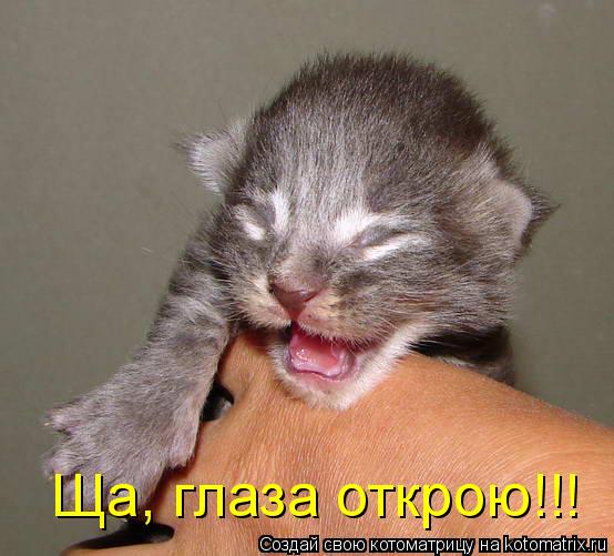 Котоматрица: Ща, глаза открою!!!