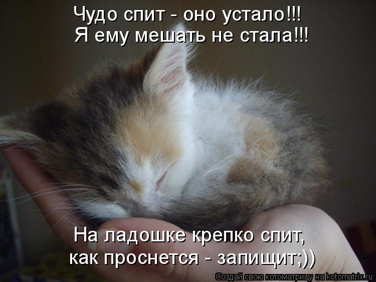 Котоматрица: Чудо спит - оно устало!!! Я ему мешать не стала!!! На ладошке крепко спит, как проснется - запищит;))