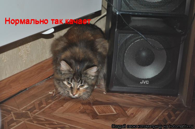 Котоматрица: Нормально так качает Нормально так качает