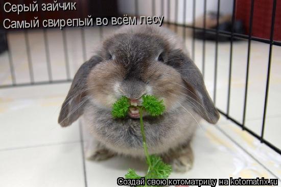 Котоматрица: Серый зайчик Самый свирепый во всём лесу