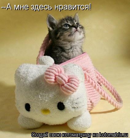 Котоматрица: --А мне здесь нравится!
