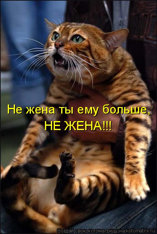 Котоматрица: Не жена ты ему больше, НЕ ЖЕНА!!!