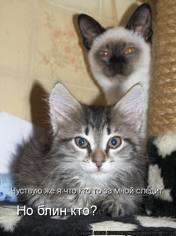 Котоматрица: Чуствую же я что кто то за мной следит. Но блин кто?