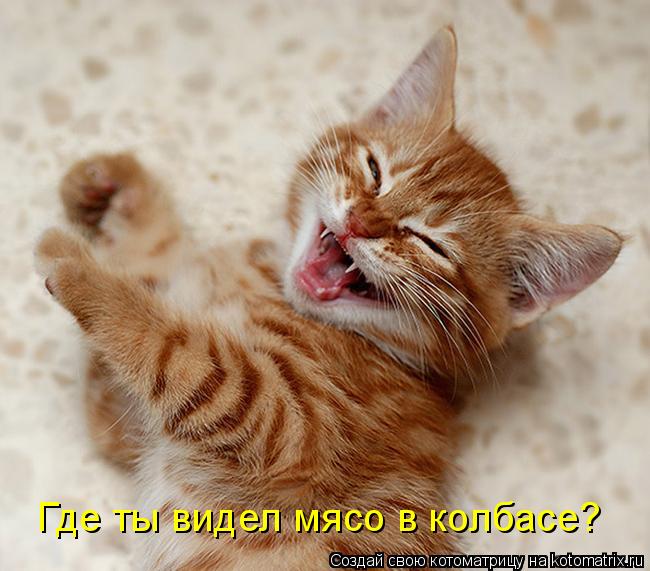 Где ты видел мясо в колбасе?... Котоматрица: Где ты видел мясо в колбасе?
