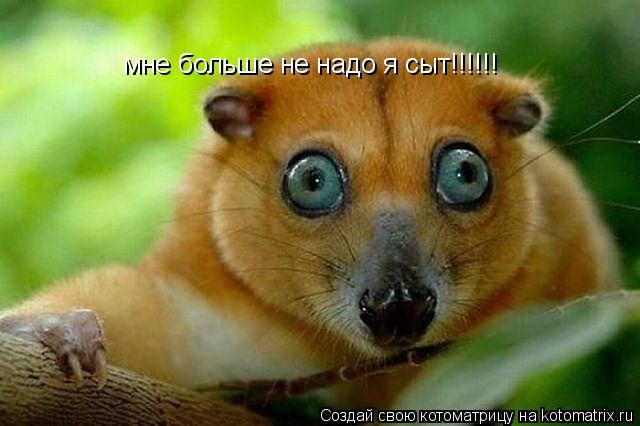 Котоматрица: мне больше не надо я сыт!!!!!!