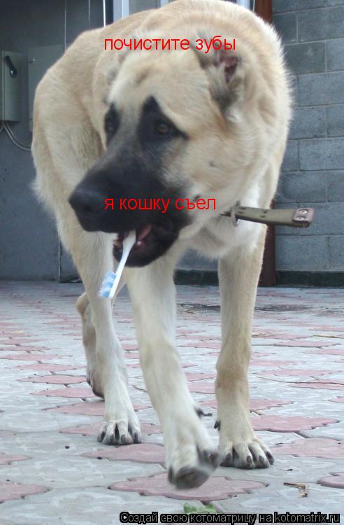Котоматрица: почистите зубы             я кошку съел
