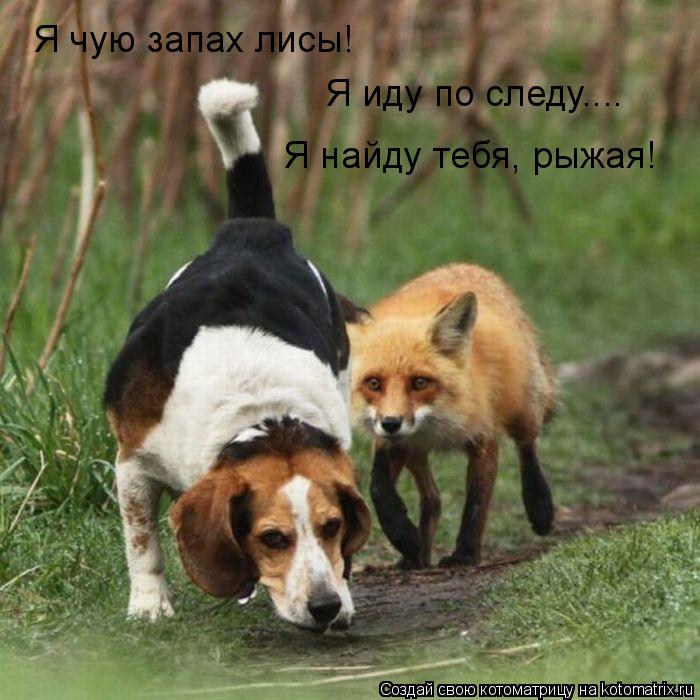 Котоматрица: Я чую запах лисы!  Я иду по следу.... Я найду тебя, рыжая!