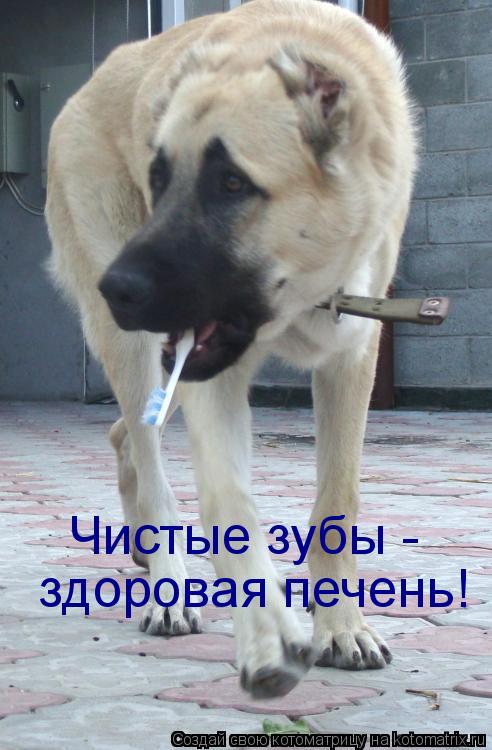 Котоматрица: Чистые зубы - здоровая печень!