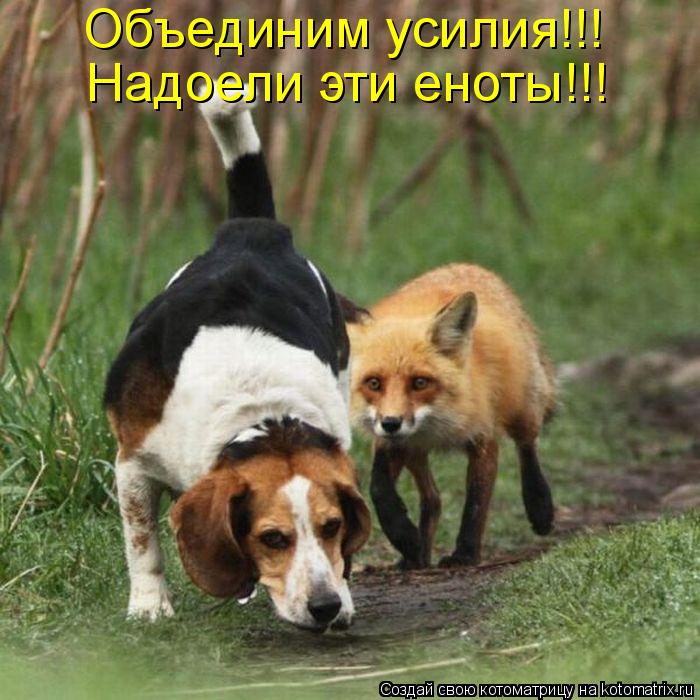Котоматрица: Объединим усилия!!! Надоели эти еноты!!!