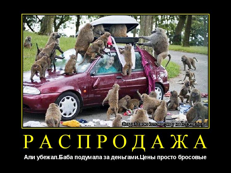 Котоматрица: РАСПРОДАЖА Али убежал.Баба подумала за деньгами.Цены просто бросовые