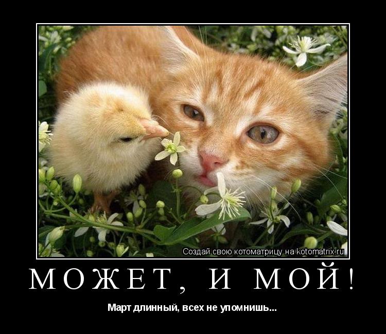 может, и мой! Март длинный, всех не упомнишь...... Котоматрица: может, и мой! Март длинный, всех не упомнишь...