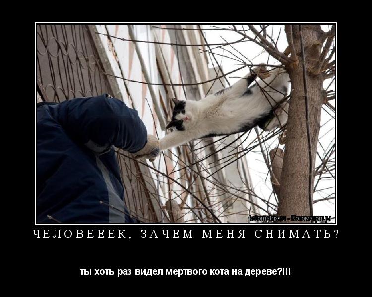 Котоматрица: Человееек, зачем меня снимать? ты хоть раз видел мертвого кота на дереве?!!!