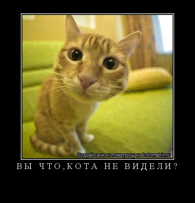 вы что,кота не видели? ... Котоматрица: вы что,кота не видели?