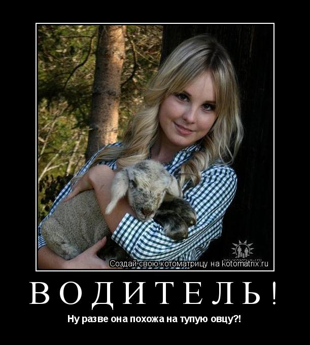 Котоматрица: Водитель! Ну разве она похожа на тупую овцу?!