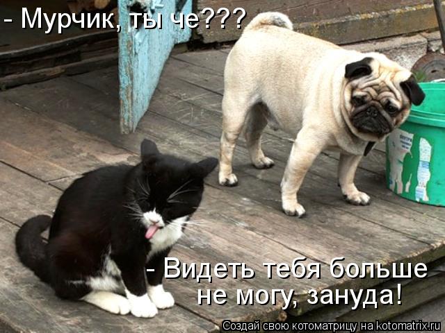 Котоматрица: - Мурчик, ты че??? - Видеть тебя больше не могу, зануда!
