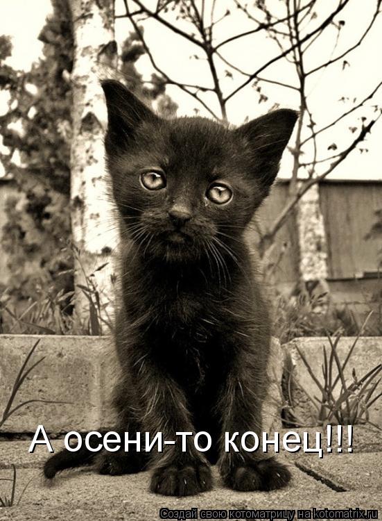 Котоматрица: А осени-то конец!!!