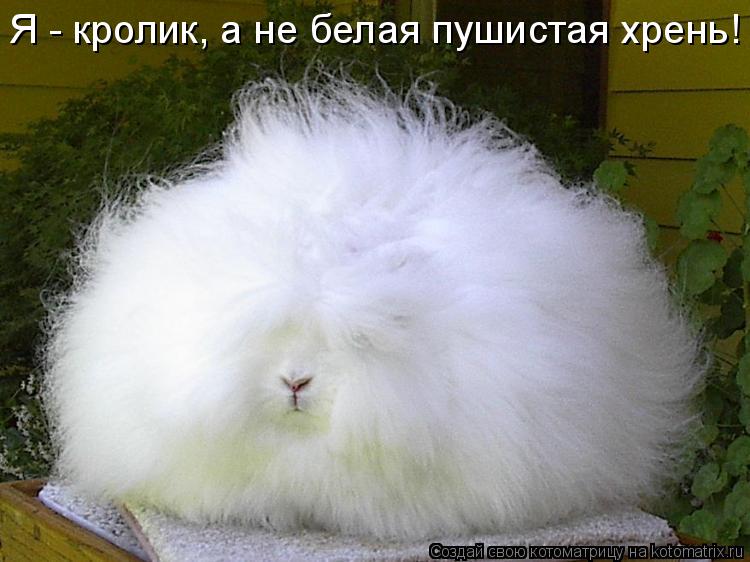 Котоматрица: Я - кролик, а не белая пушистая хрень!