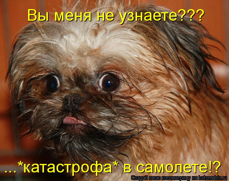 Котоматрица: Вы меня не узнаете??? ...*катастрофа* в самолете!?