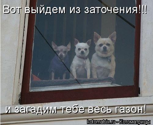 Котоматрица: Вот выйдем из заточения!!! и загадим тебе весь газон!