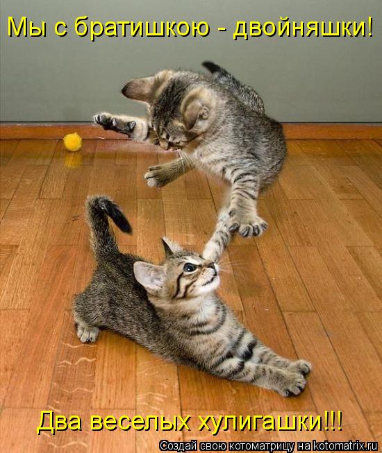 Котоматрица: Мы с братишкою - двойняшки! Два веселых хулигашки!!!