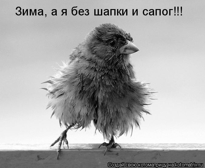 Котоматрица: Зима, а я без шапки и сапог!!!
