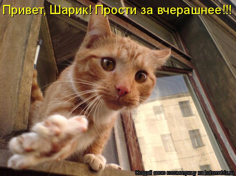 Котоматрица: Привет, Шарик! Прости за вчерашнее!!!