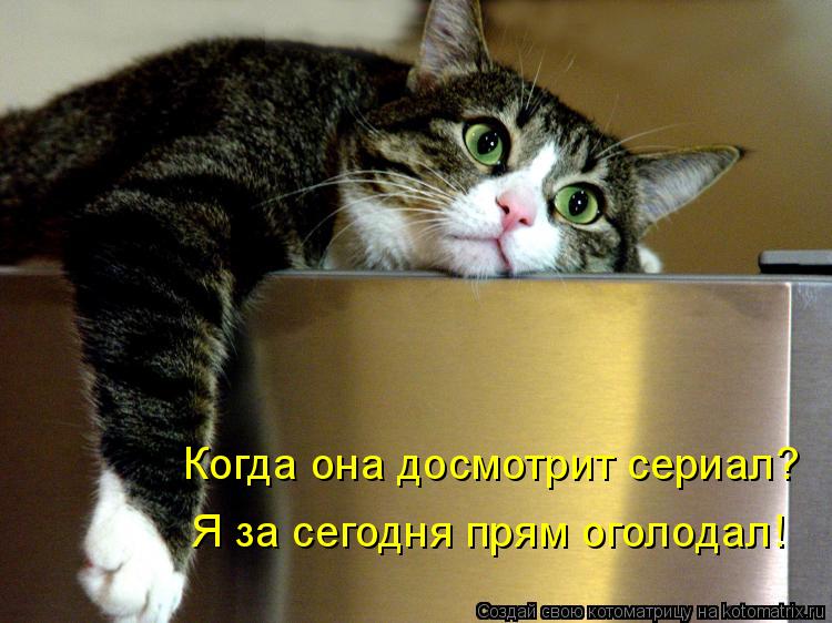 Котоматрица: Когда она досмотрит сериал? Я за сегодня прям оголодал!