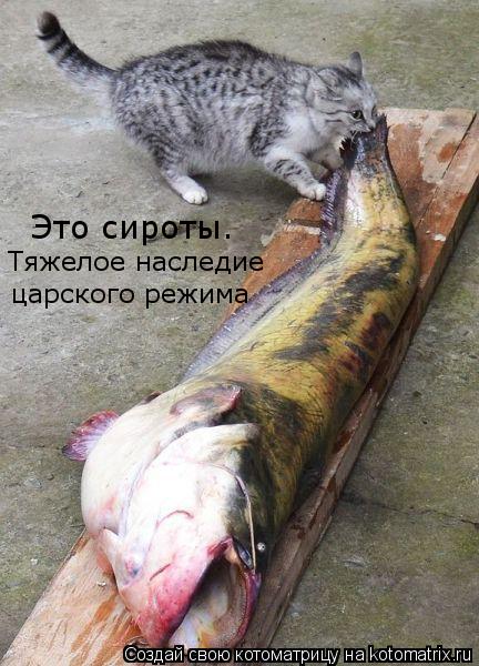 Котоматрица: Это сироты.  Тяжелое наследие царского режима