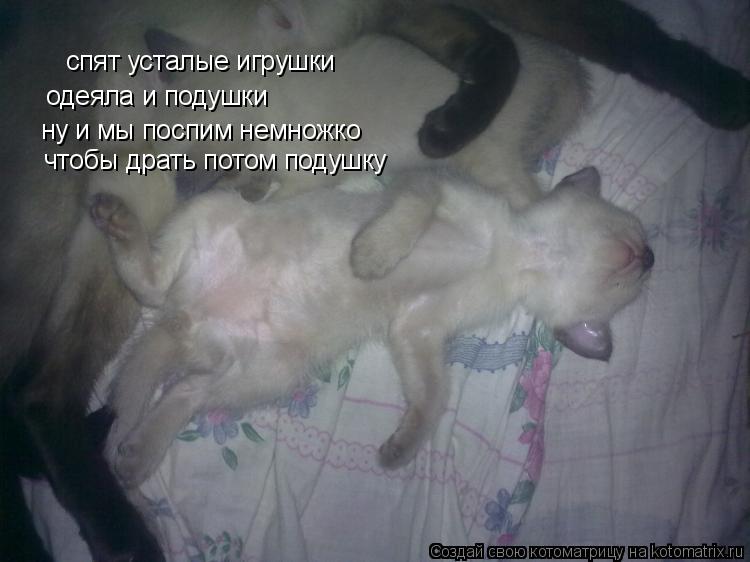 Котоматрица: спят усталые игрушки одеяла и подушки ну и мы поспим немножко чтобы драть потом подушку