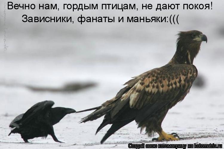 Котоматрица: Зависники, фанаты и маньяки:((( Вечно нам, гордым птицам, не дают покоя!
