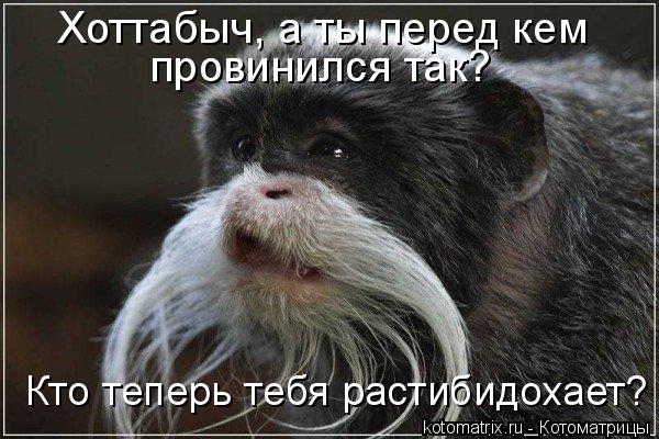 Котоматрица: Хоттабыч, а ты перед кем  провинился так? Кто теперь тебя растибидохает?