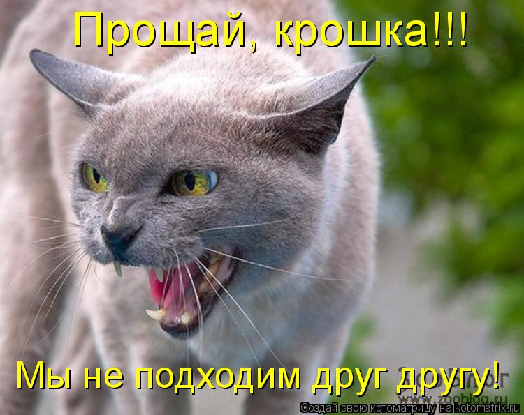 Котоматрица: Прощай, крошка!!! Мы не подходим друг другу!