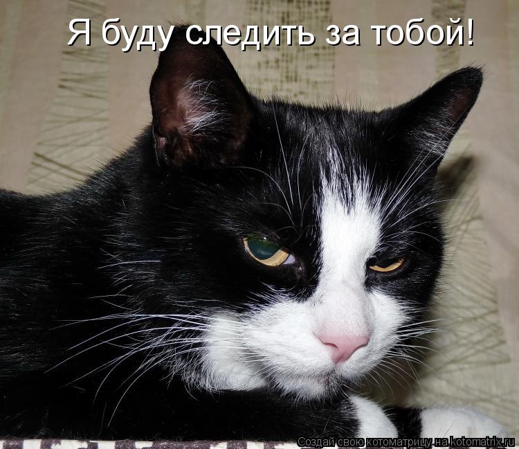 Котоматрица: Я буду следить за тобой!