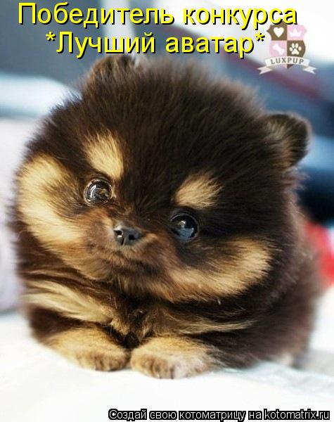 Котоматрица: Победитель конкурса *Лучший аватар*