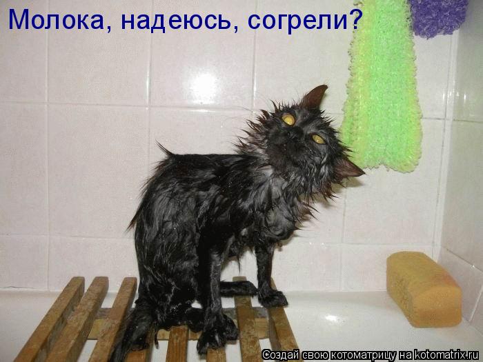 Котоматрица: Молока, надеюсь, согрели?