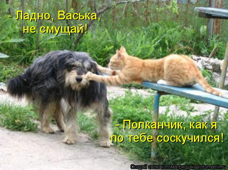 Котоматрица: - Полканчик, как я по тебе соскучился! - Ладно, Васька,  не смущай!