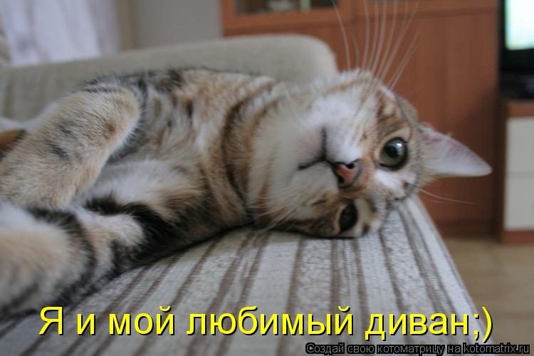 Котоматрица: Я и мой любимый диван;)