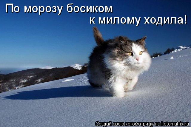 Котоматрица: По морозу босиком к милому ходила!