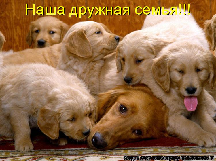 Котоматрица: Наша дружная семья!!!