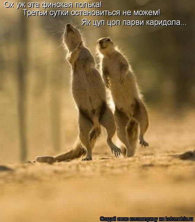 Котоматрица: Як цуп цоп парви каридола... Ох уж эта финская полька! Третьи сутки остановиться не можем!